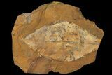 Paleocene Fossil Leaf - North Dakota #95505-1